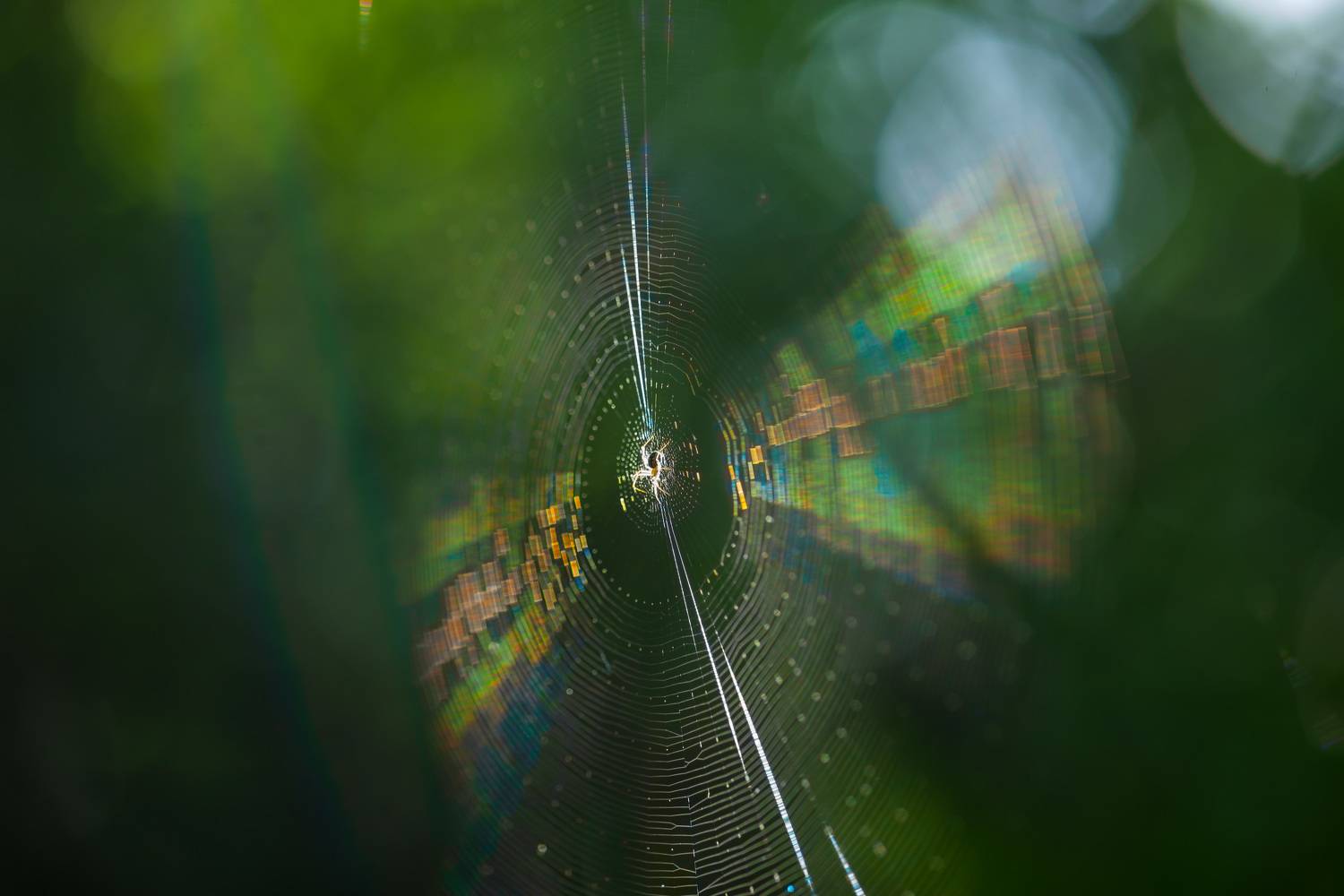 , Викулов Николай