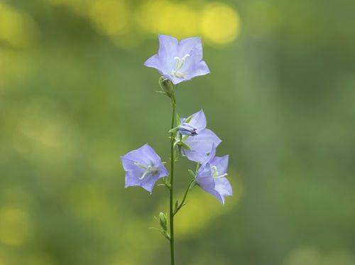 Колокольчик