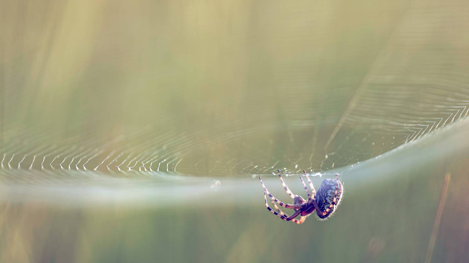 ,  Светослав Радков