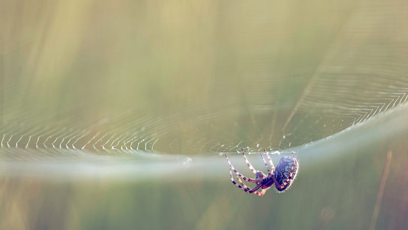 Тигрица на паяжина фото превью