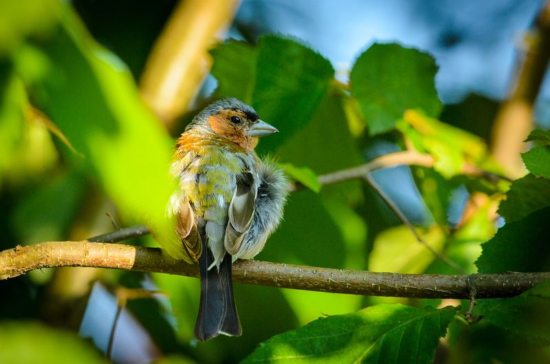 #зяблик Зяблик фото превью