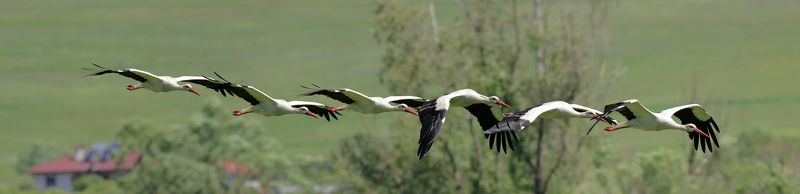 Как Журавли фото превью