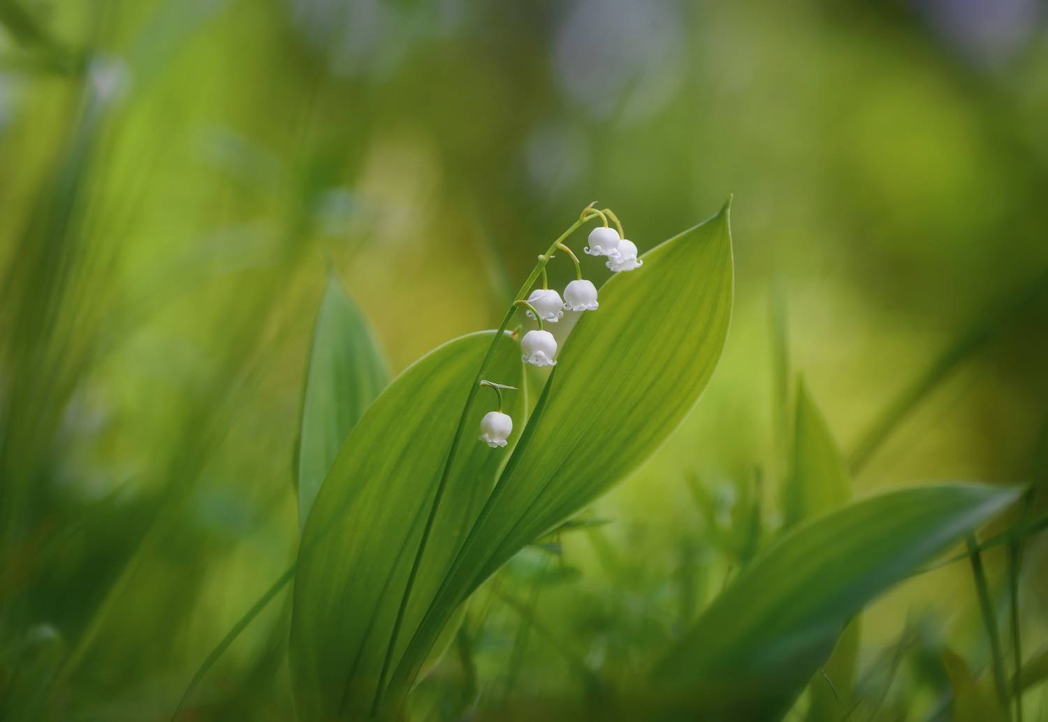 , Панова Зоя