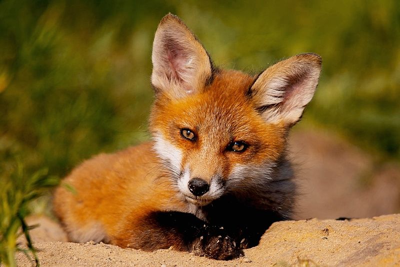 природа *** фото превью