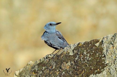 Синий каменный дрозд.