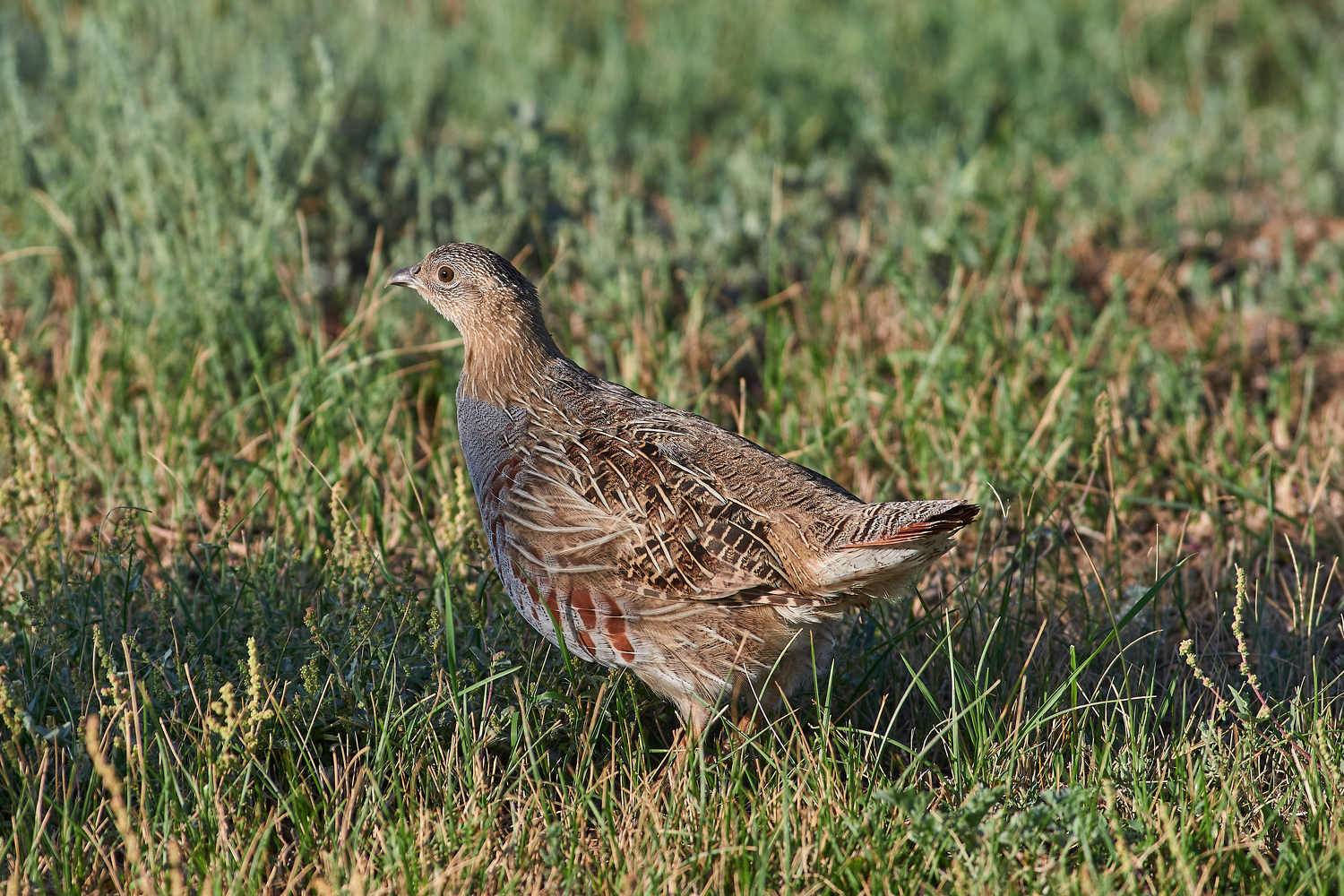 bird, birdswatching, volgograd, russia, wildlife, , Павел Сторчилов