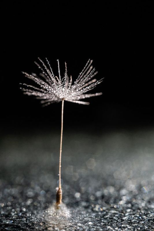 пушинка, одуванчик, макро, капли Хрустальная фото превью