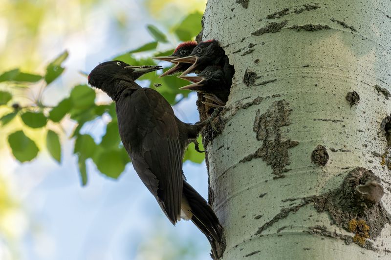 птицы,желна,чёрный дятел. желна фото превью