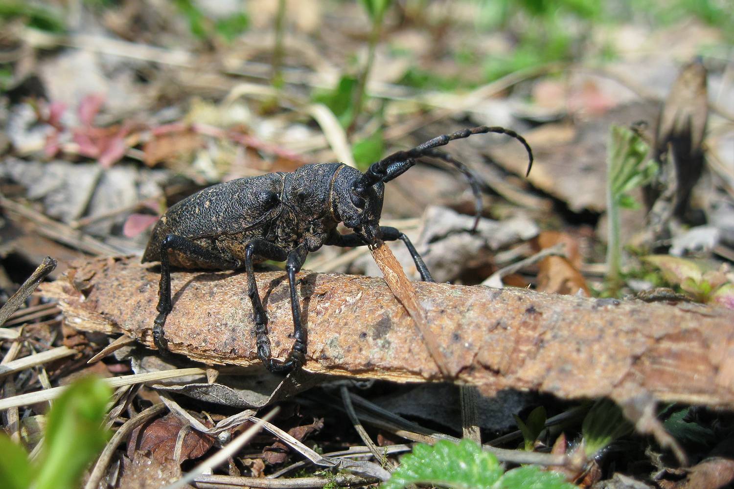 ивовый толстяк, lamia textor, жук, КарОл