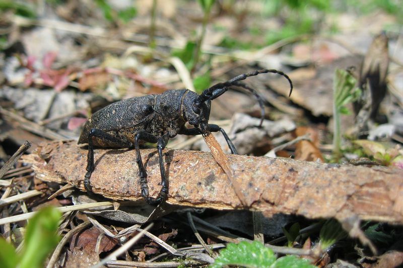 Жук ивовый толстяк фото превью