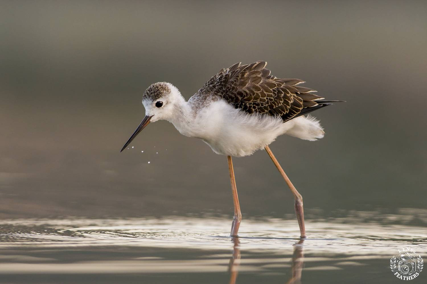 , Евгени Стефанов