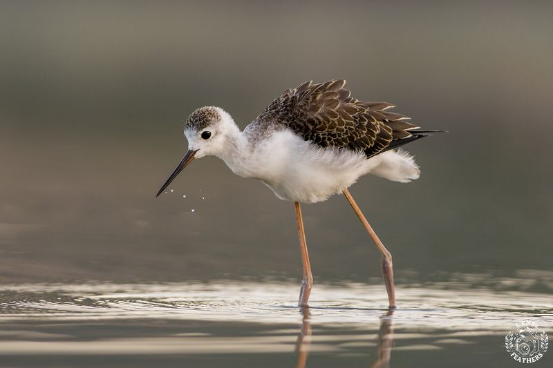 Ходулочник - Lens and Feathers фото превью
