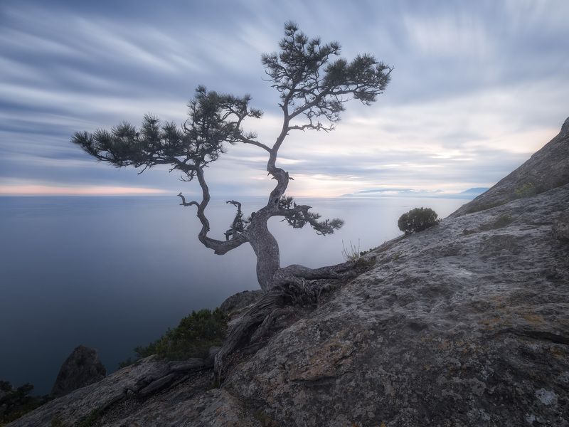 крым, сосна, новый свет, пик космос Пасмурный день на пике Космос фото превью