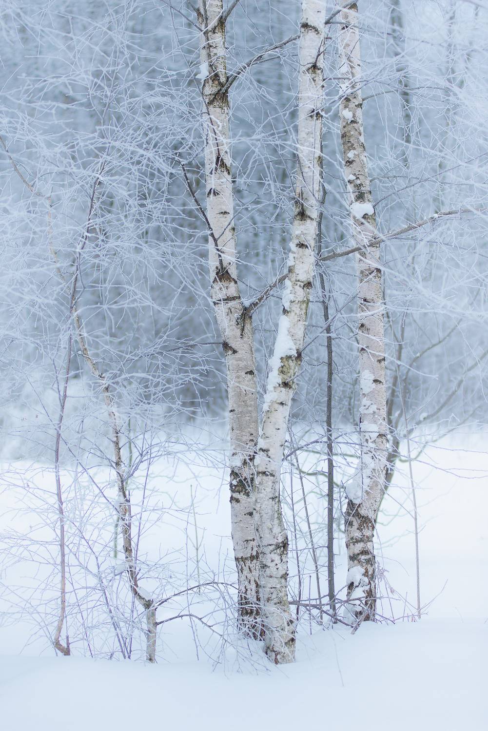 , Роман Игнатьев