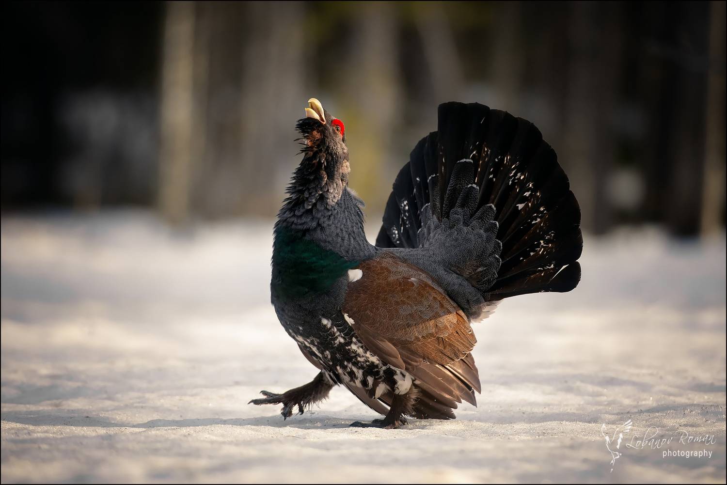 , Лобанов Роман