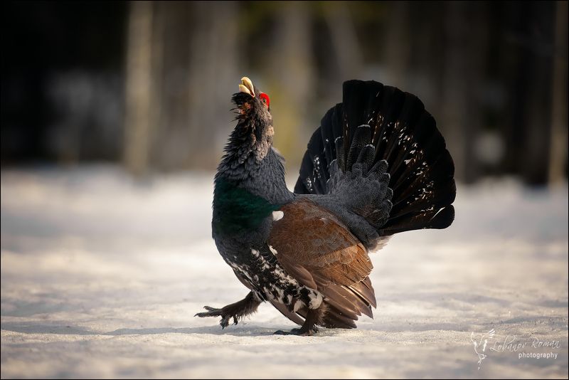 Победитель фото превью