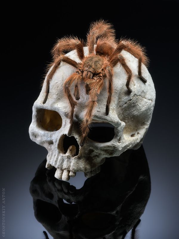 паук, студия, череп Символы фото превью