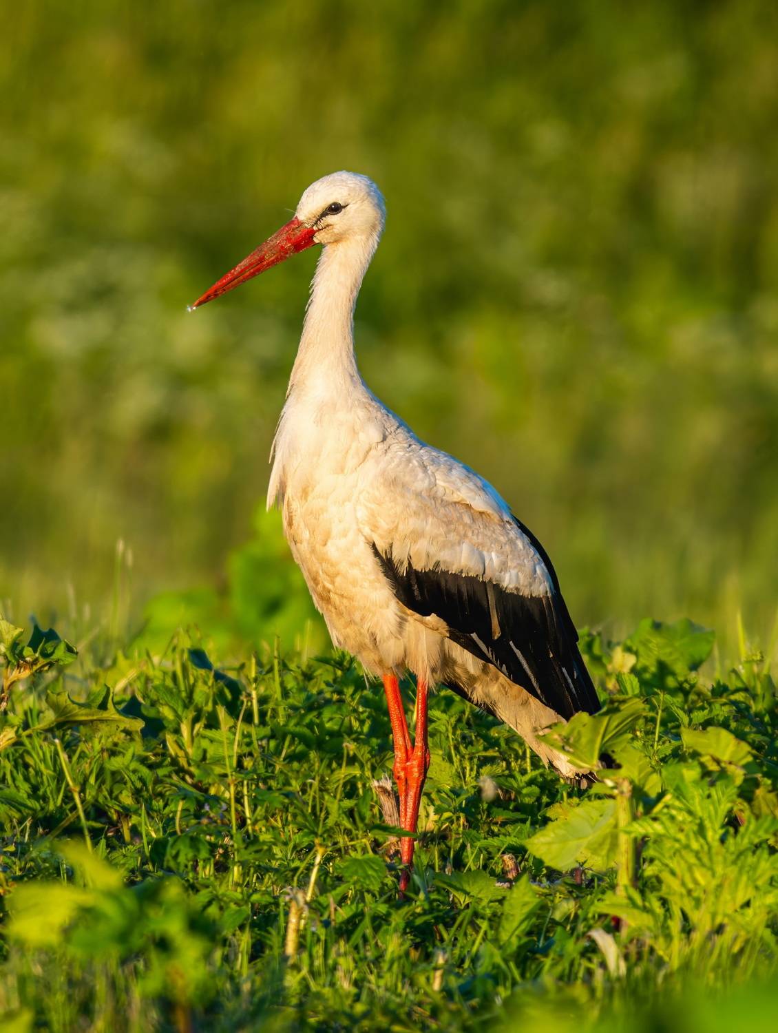 , Дэм Константин