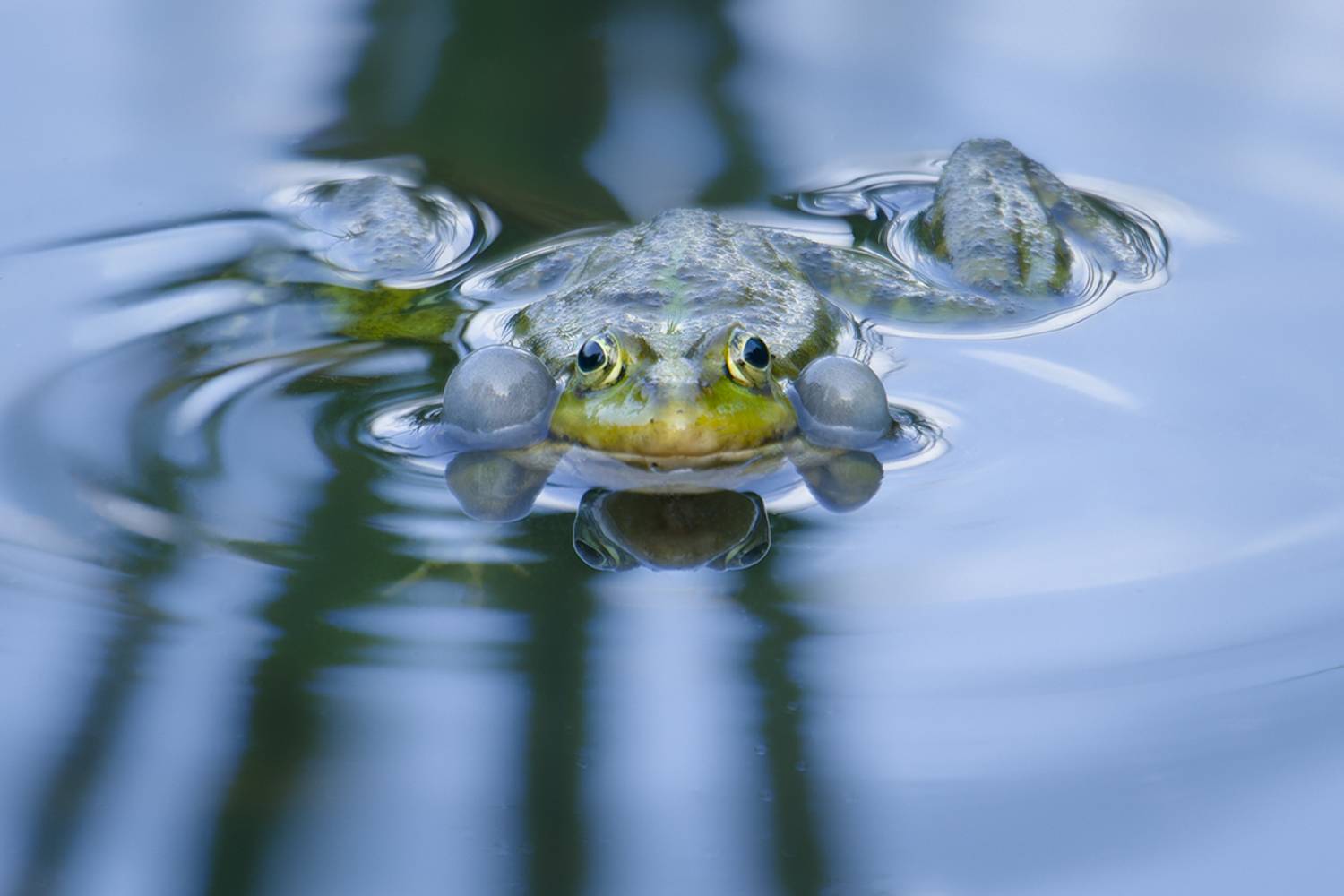 лягушка, озерная лягушка, frog, Хилько Марина