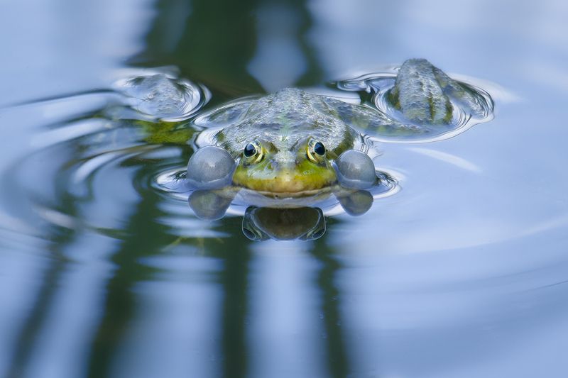 лягушка, озерная лягушка, frog Зелёные Трели фото превью