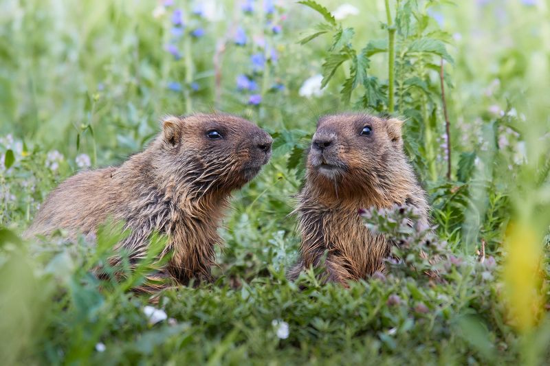 Молодые сурки фото превью