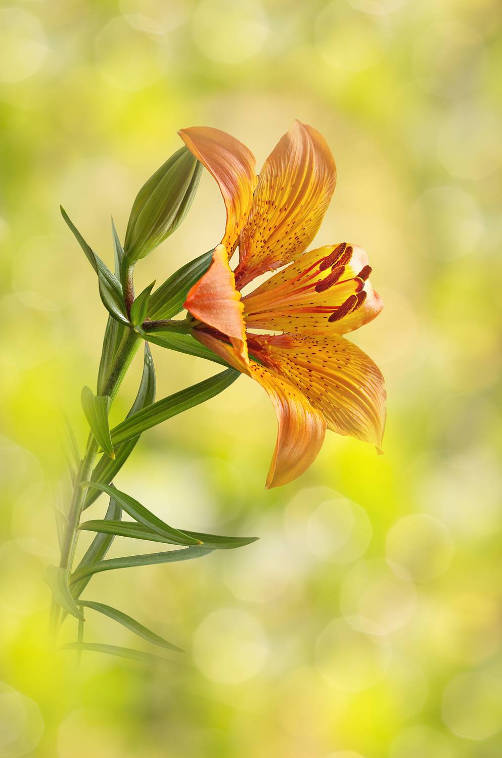 bokeh, close-up, color, colors, concept, conceptual, digital, digital art, editing, fire, lily, lilium, nature, outdoor, photography, portrait, red,, Dr Didi Baev