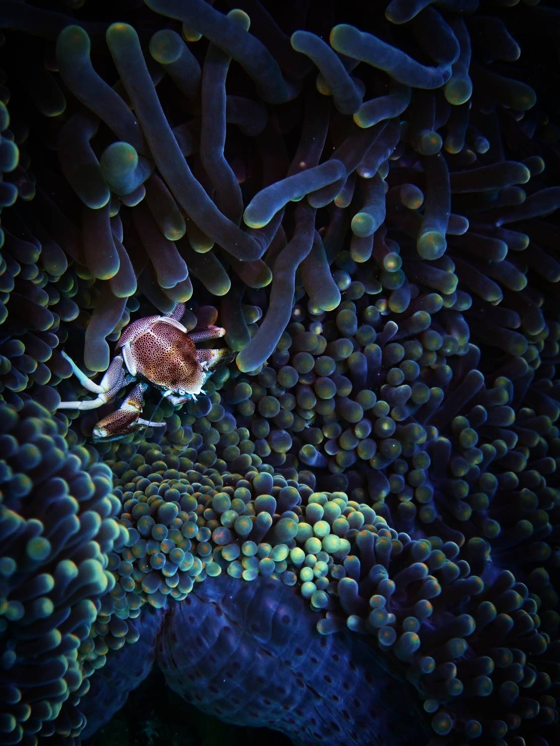 , Кирилл Леднев