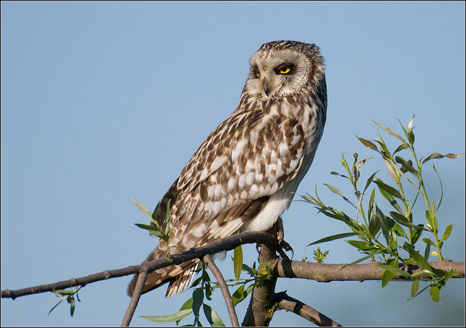 московская обл. с константиново, болотная сова, АНАТОЛИЙ ДОВЫДЕНКО
