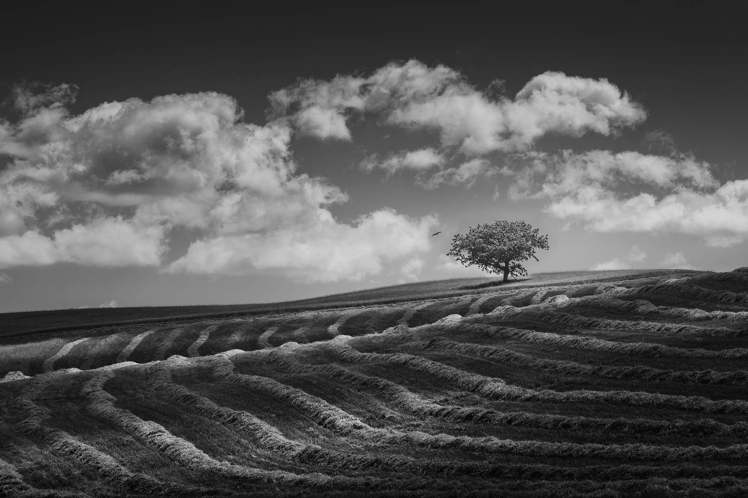 , de Franzoni Thomas