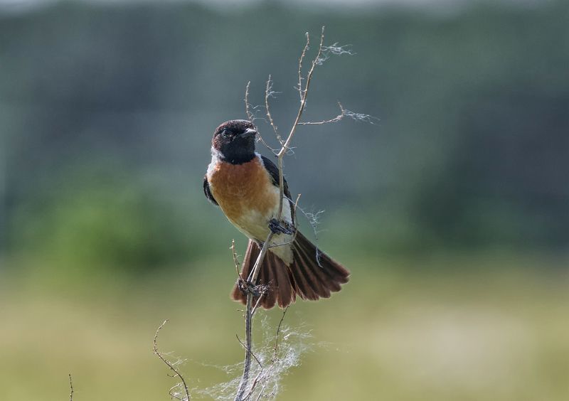 птица, черноголовый чекан, самец, Черноголовый чекан. фото превью