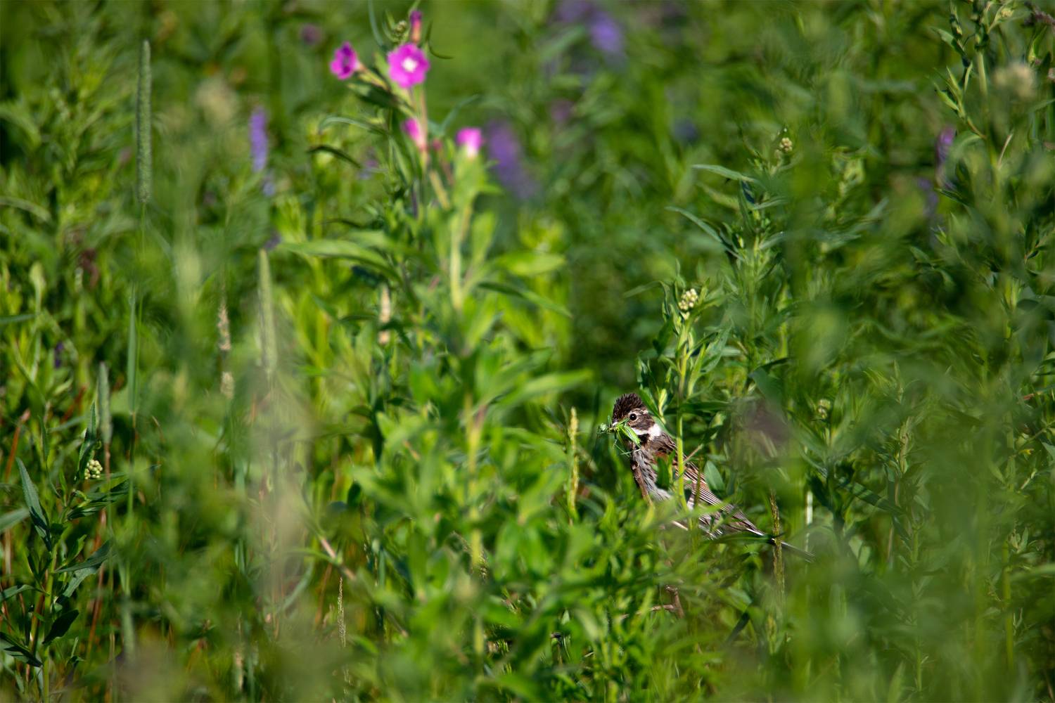 , Чудинин Дмитрий