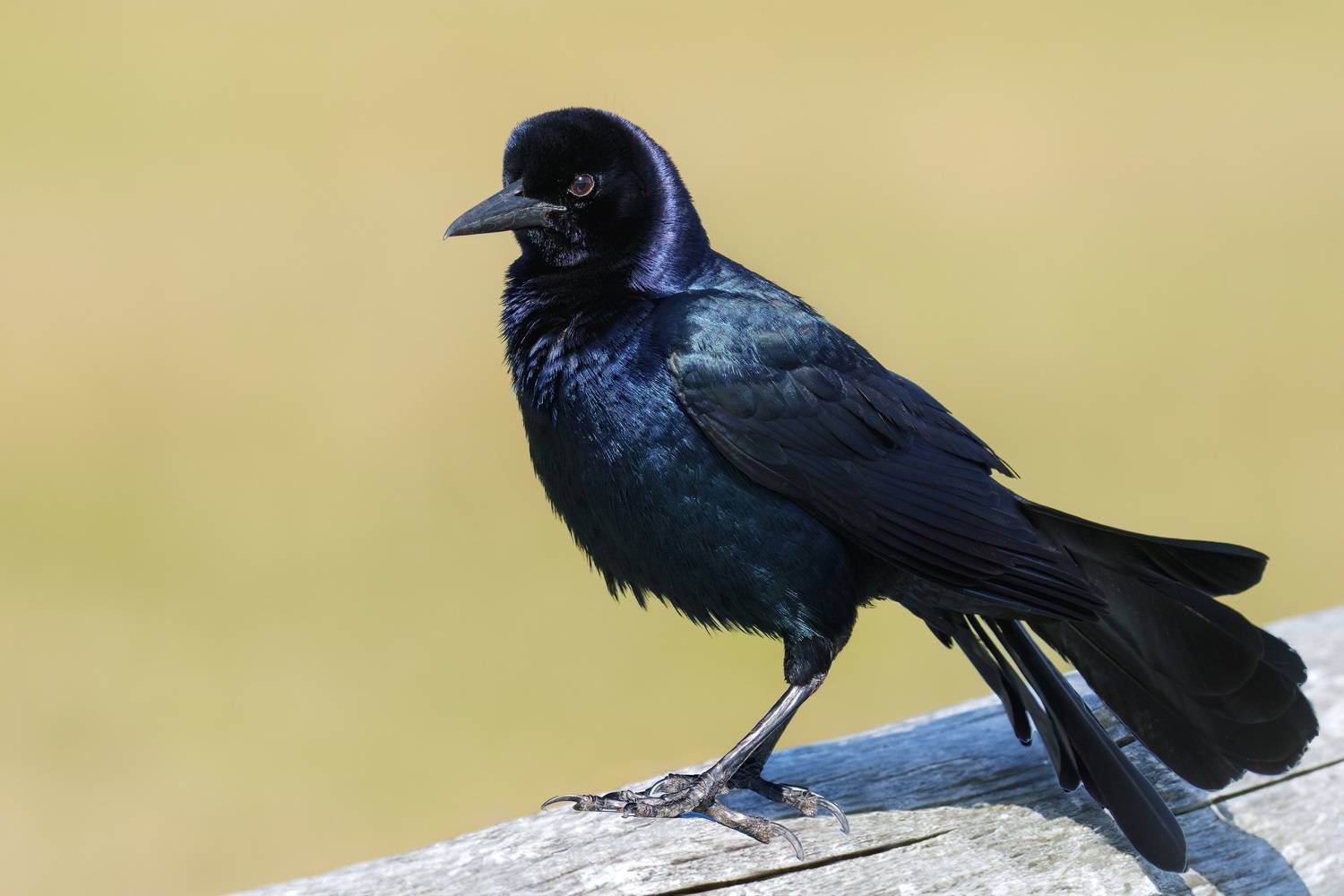 птица, фотоохота, гракл, природа, фауна, Kulikov Vladimir