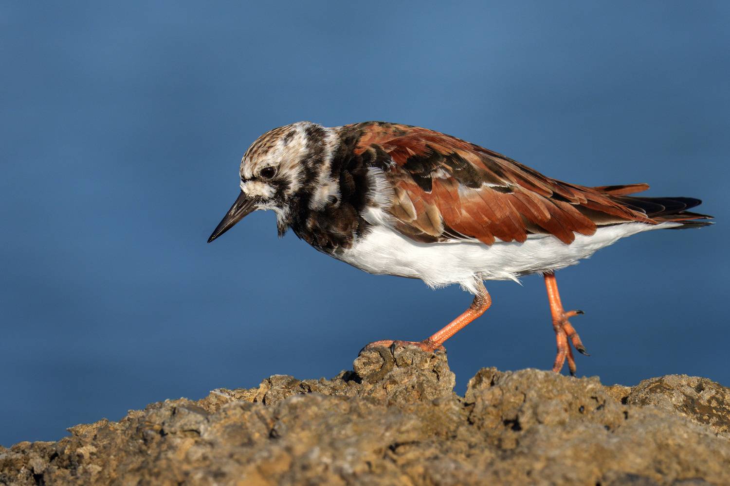 птица, фотоохота, камнешарка, природа, фауна, Kulikov Vladimir