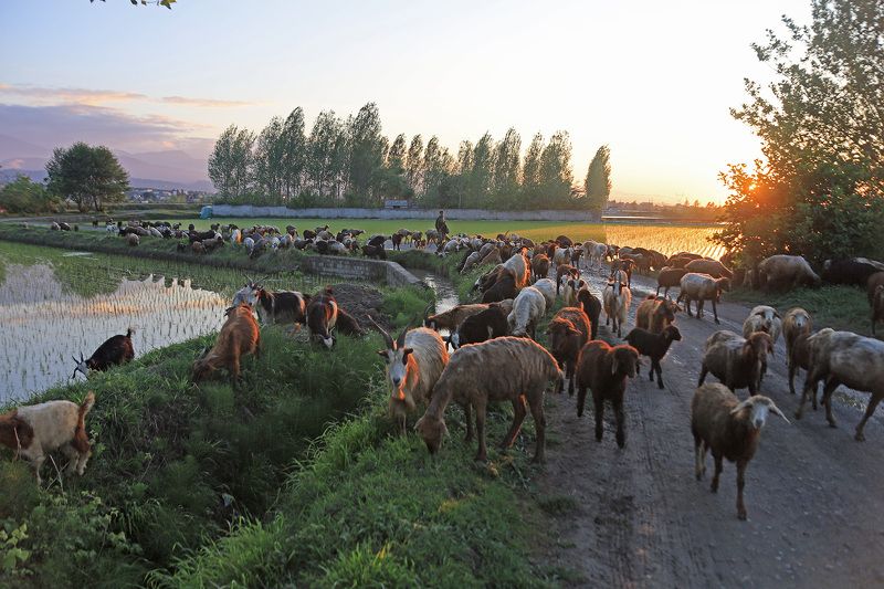 Иран, ковры, Омар Хайям, золотое руно Таинственные символы Омара Хайяма, зашифрованные в коврах фото превью
