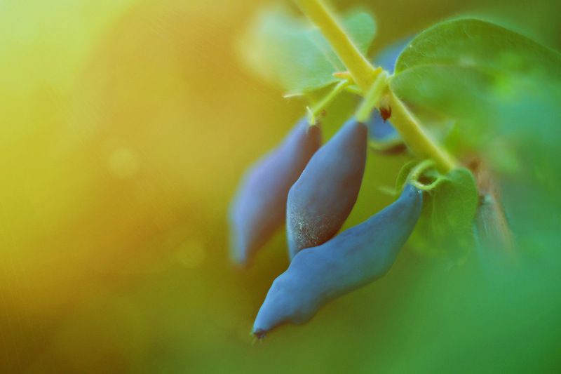 лето, ягоды, nikon, helios, природа Жимолость фото превью