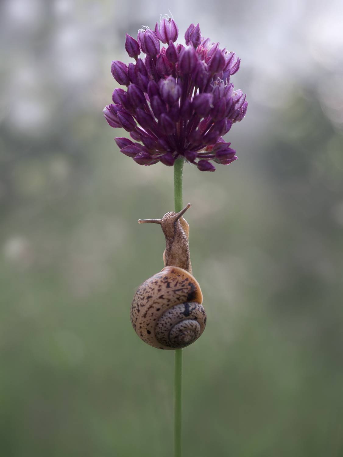 лес, свет, вечер, природа, цветок, улитка, Баранов Олег
