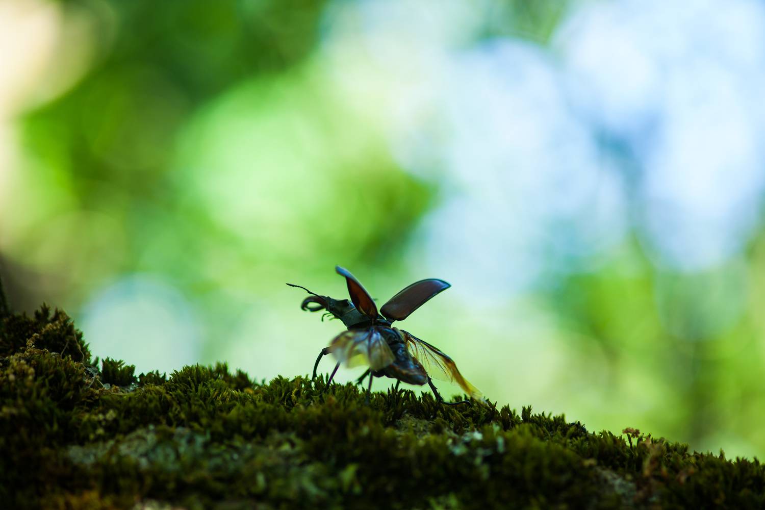 , Викулов Николай