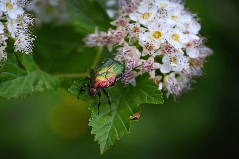 Забронзовело фото превью