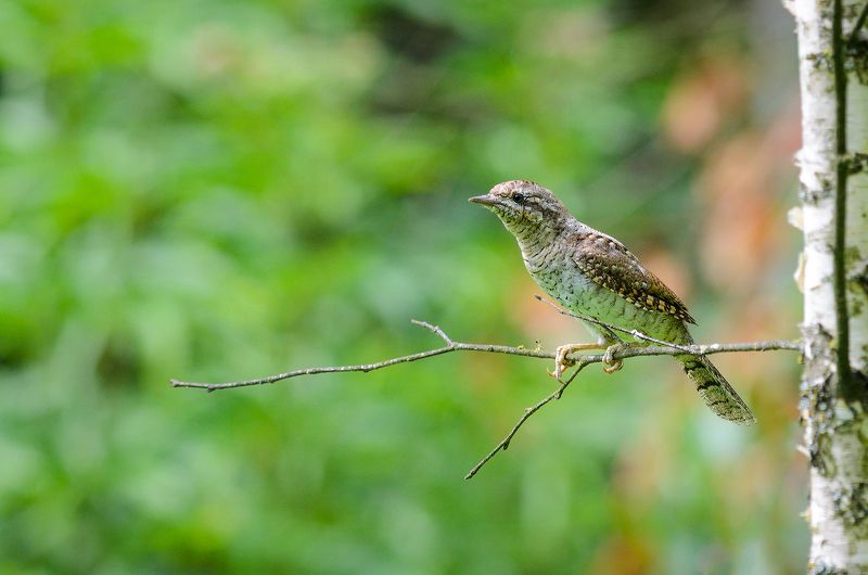 #вертишейка Вертишейка фото превью