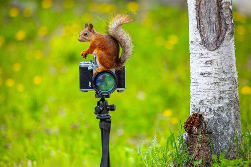 Посиделки смелой белки