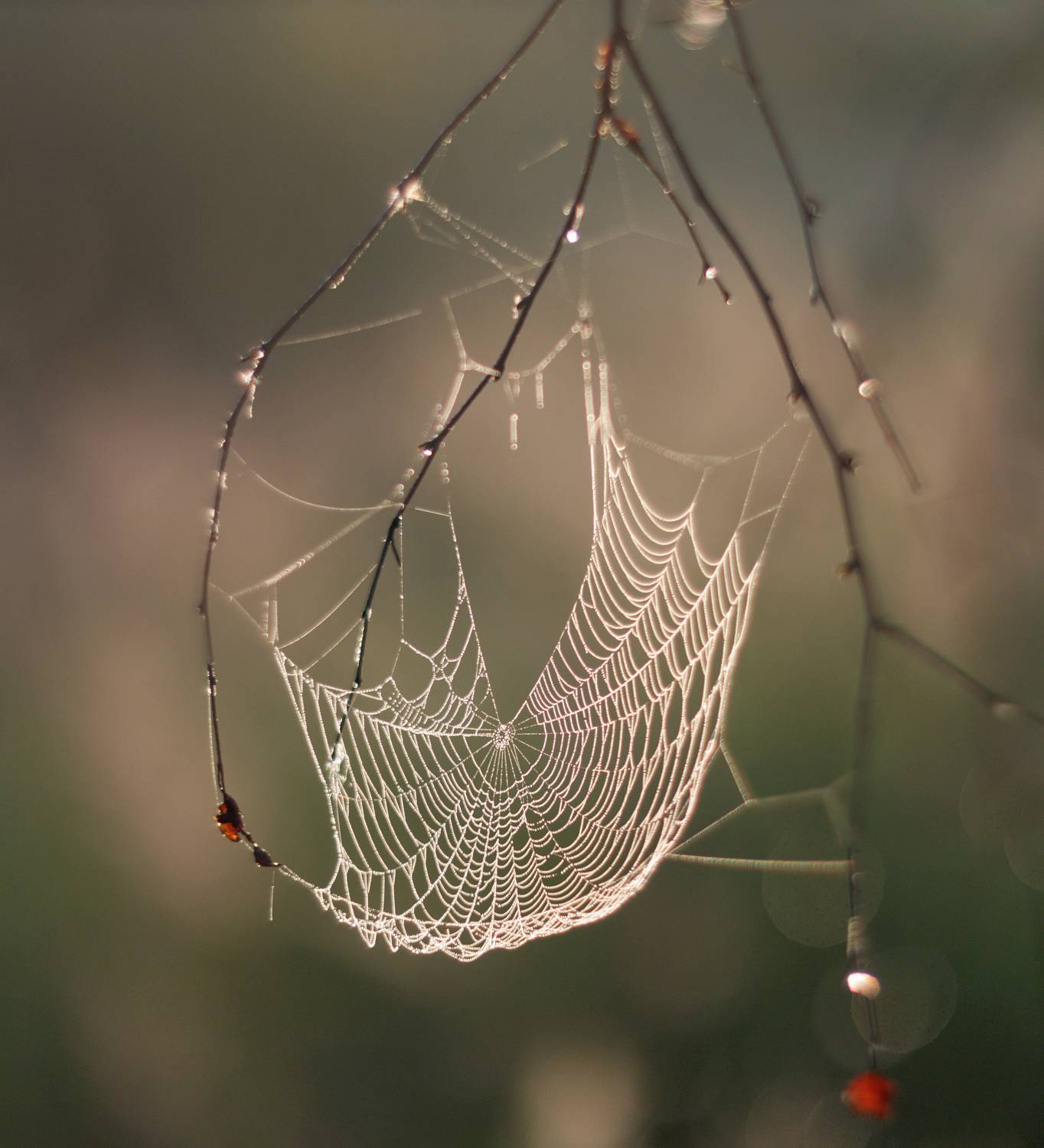 паутинка, Свистков Александр