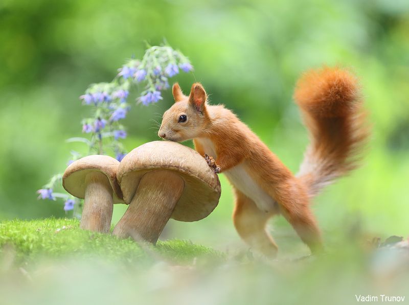 белка, squirrel, грибы *** фото превью