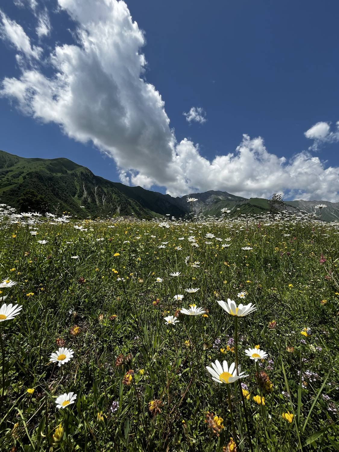 , Табуев Батраз