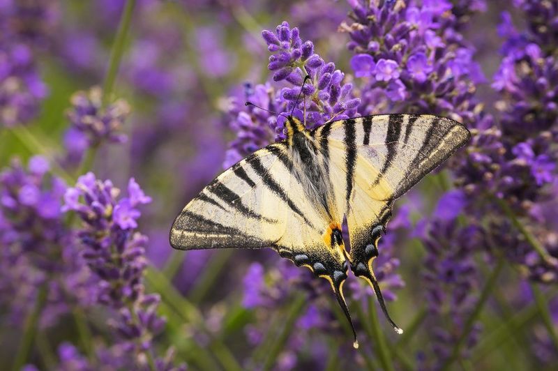 2024 фото превью