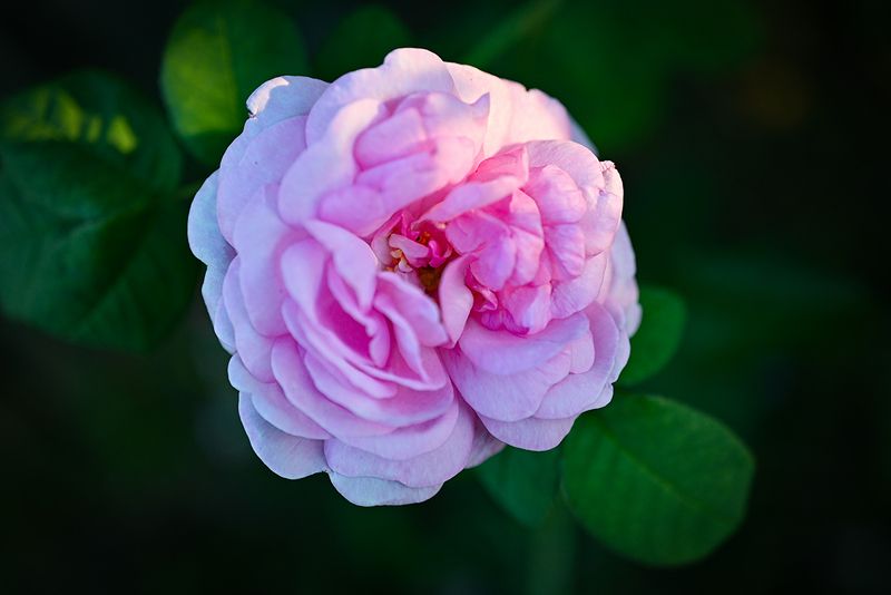 Чайная роза фото превью