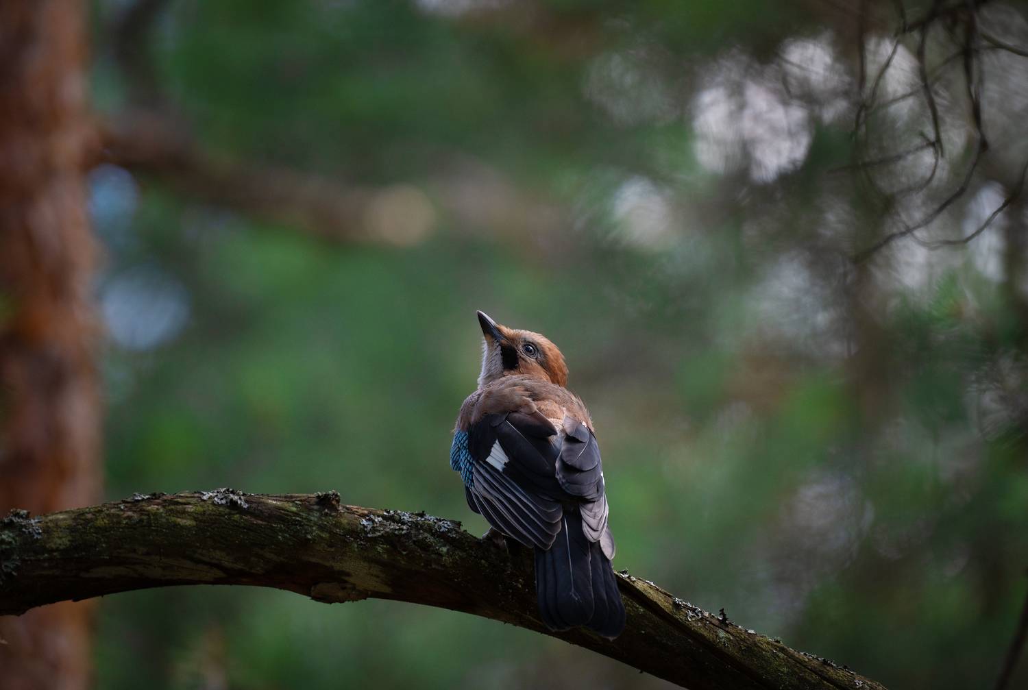 сойка, птицы, природа, животные, красота, лес, Алексеев Артём