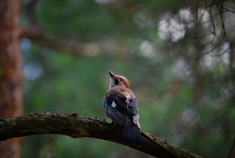 сойка, птицы, природа, животные, красота, лес Сойка фото превью