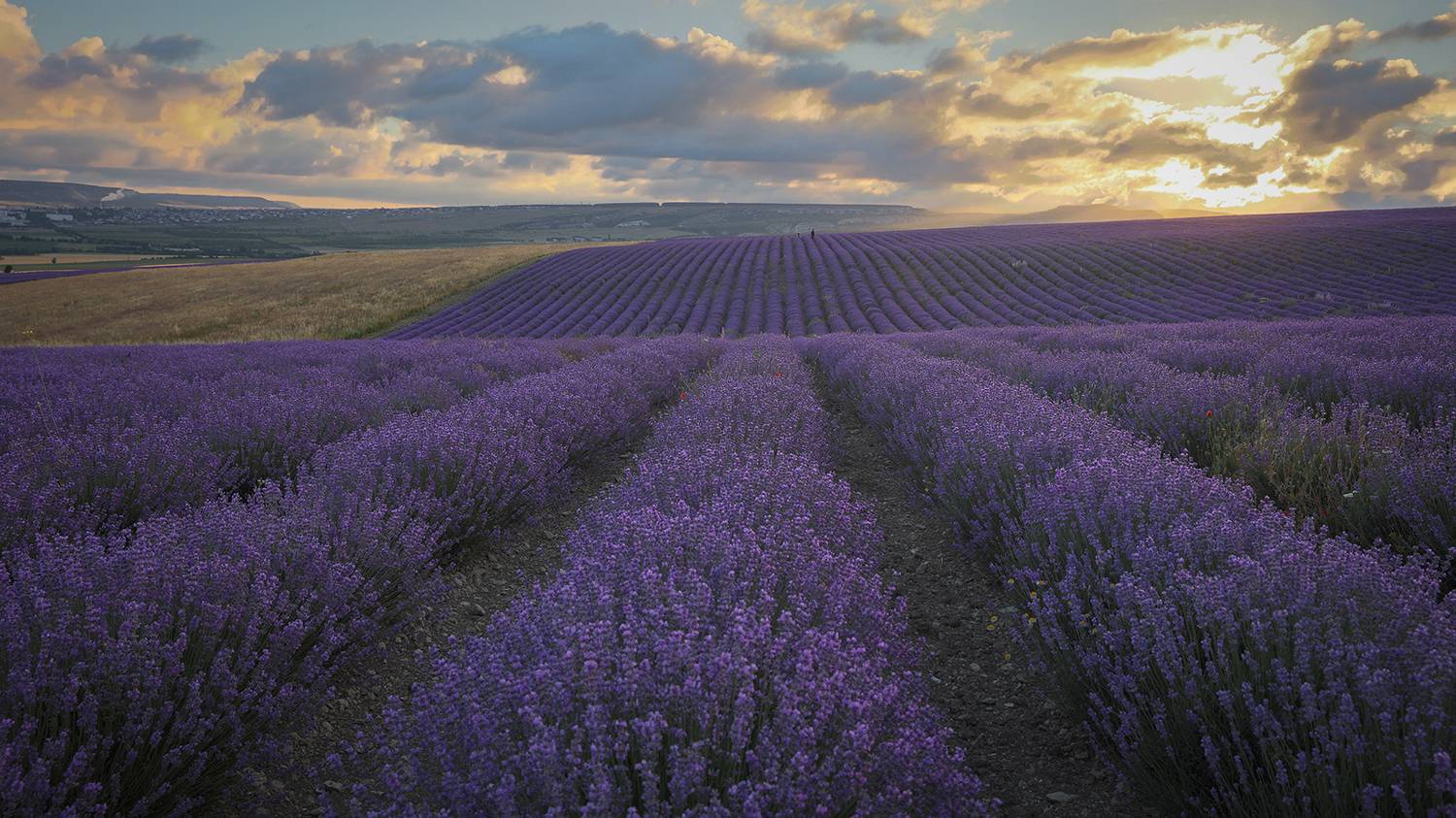 крым, пейзаж, лаванда,, Сергей Шульга