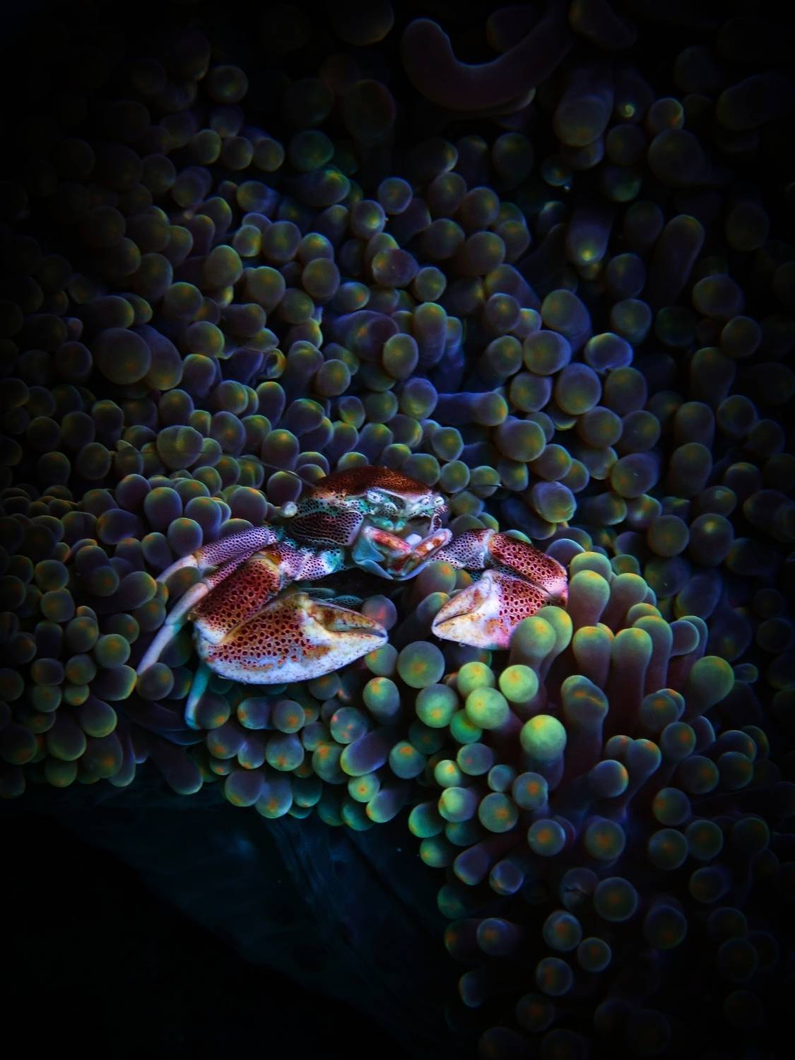 , Кирилл Леднев