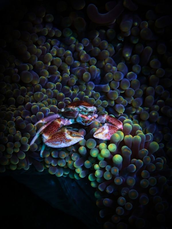 Веерный краб фото превью